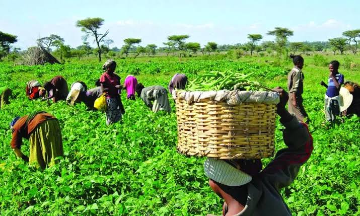 Borno Govt announces plans to boost agricultural production and food security